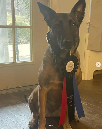 Dog training sneak peeks from Em's Doggy Days on Instagram